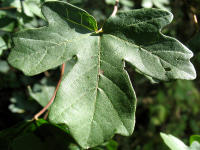 Blatt des Feldahorn (Acer campestre)